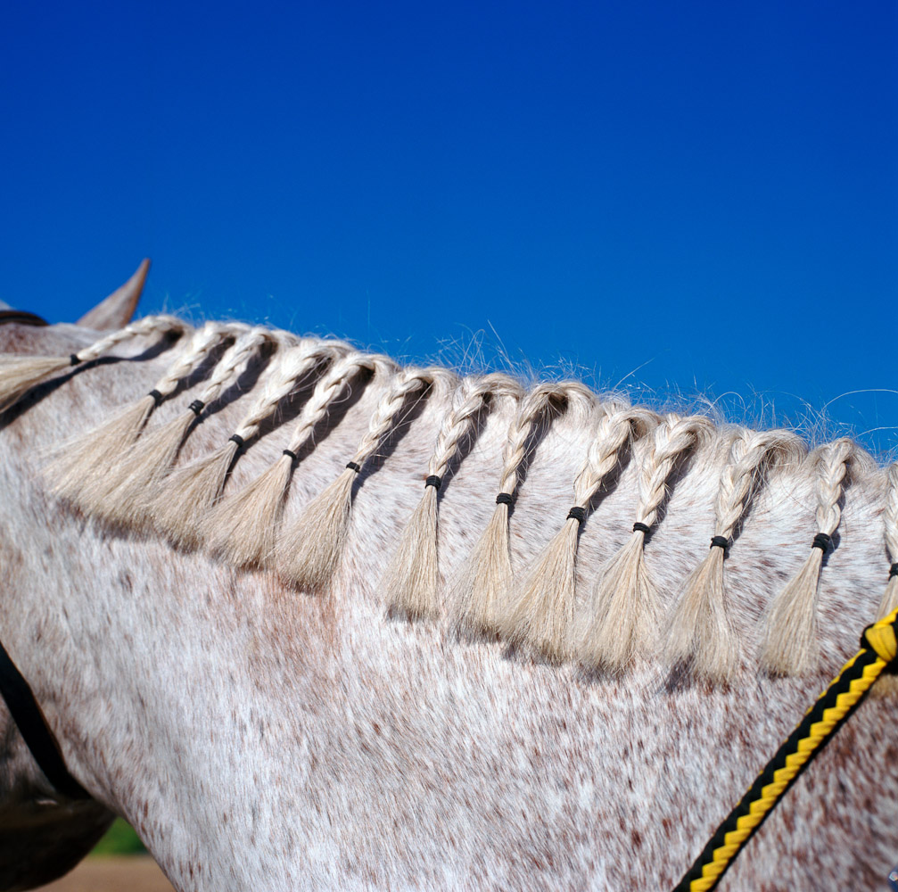 Horse braids  by Winnipeg editorial photographer