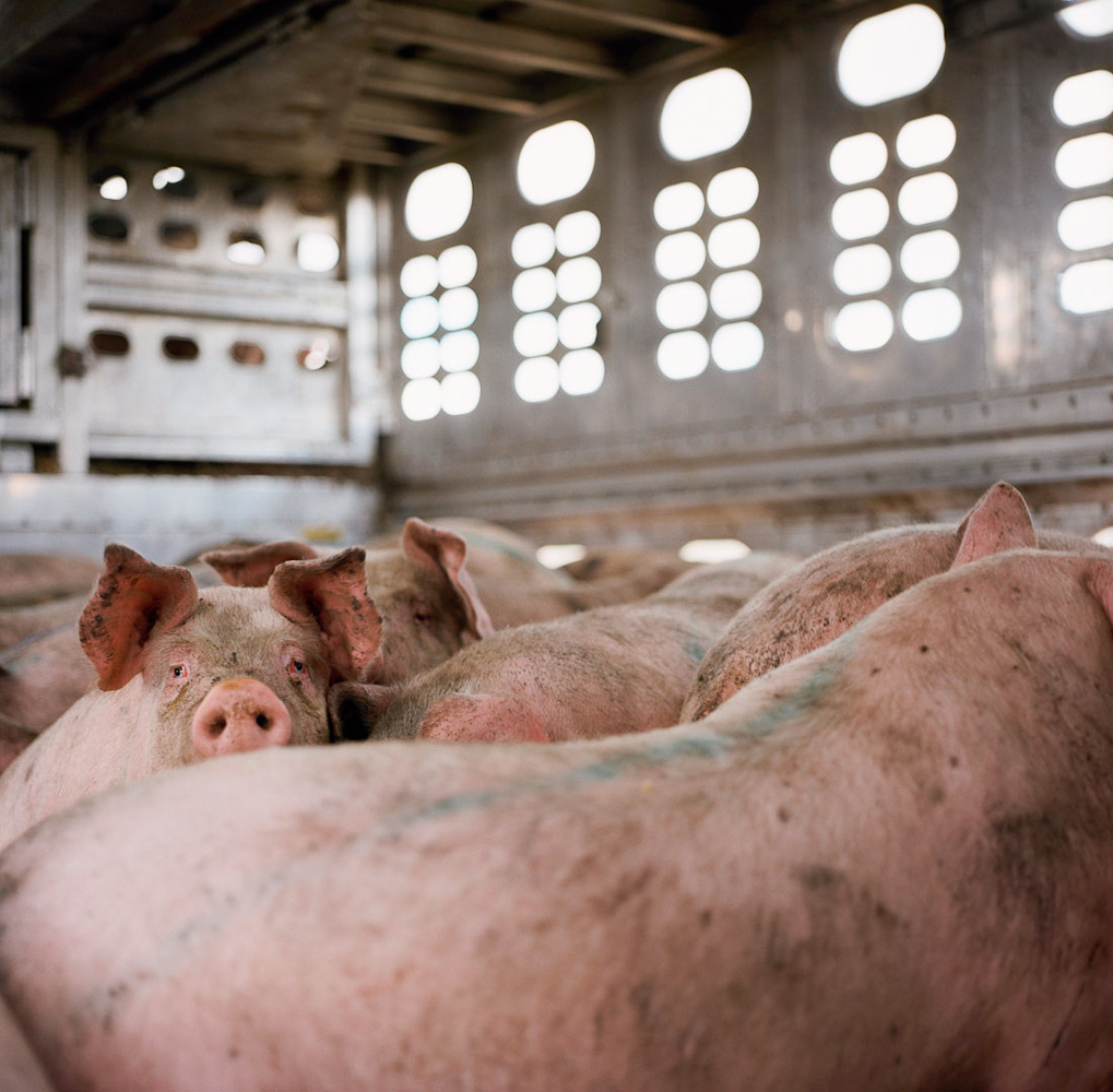 Pigs on a truck  by Winnipeg editorial photographer