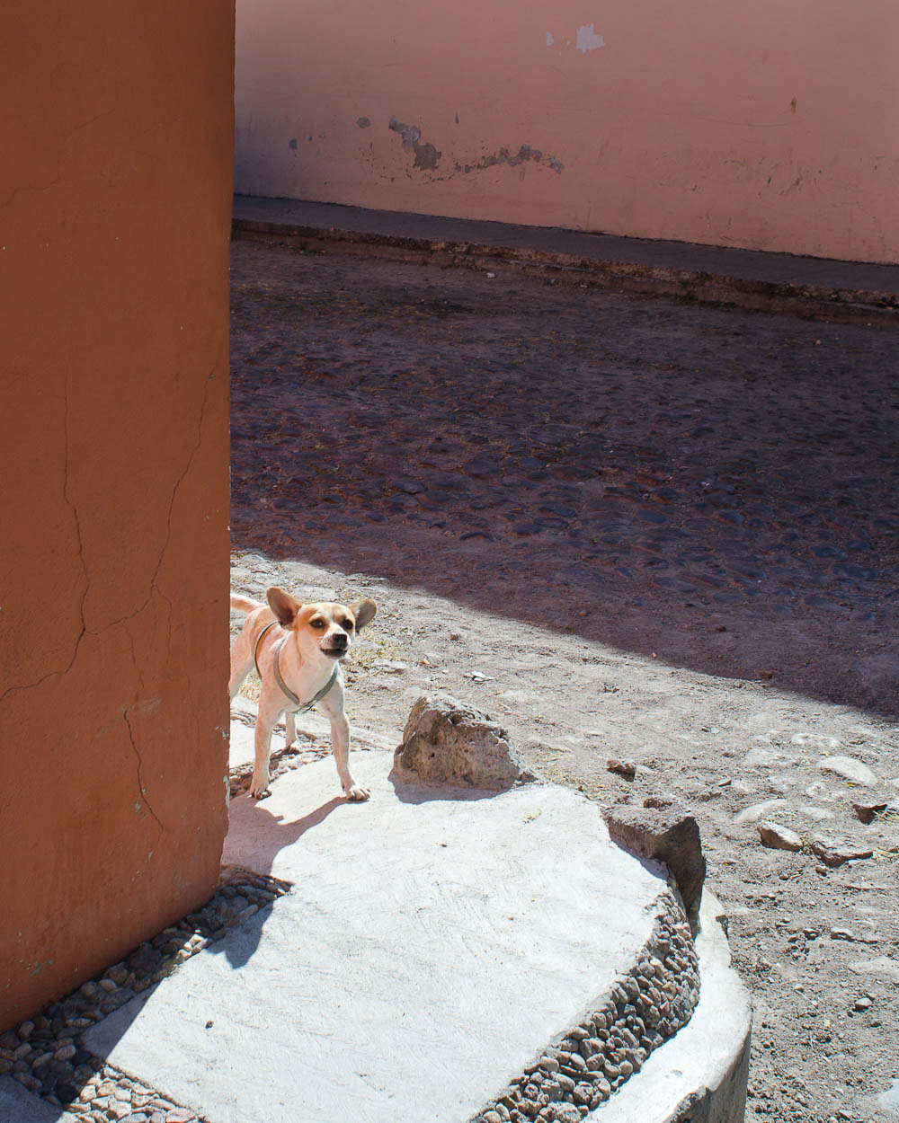 Chihuahua dog by Winnipeg travel photographer