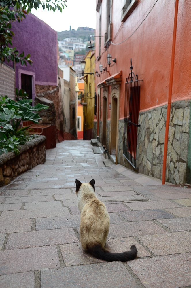 Siamese alley by Winnipeg travel photographer