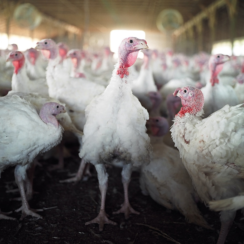Turkeys  by Winnipeg commercial photographer
