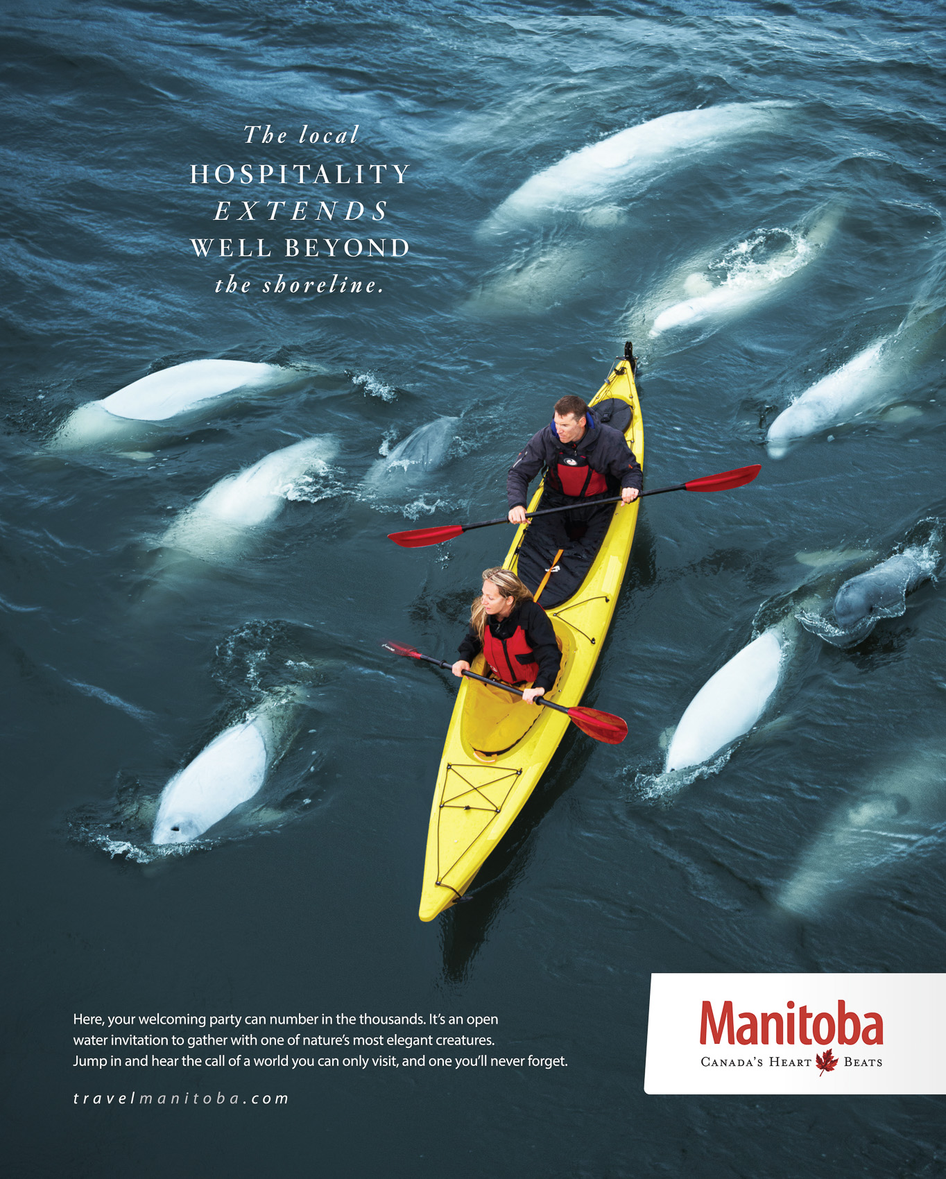Travel Manitoba belugas.  Photography by Thomas Fricke, Winnipeg commercial photographer.  Concept by McKim.